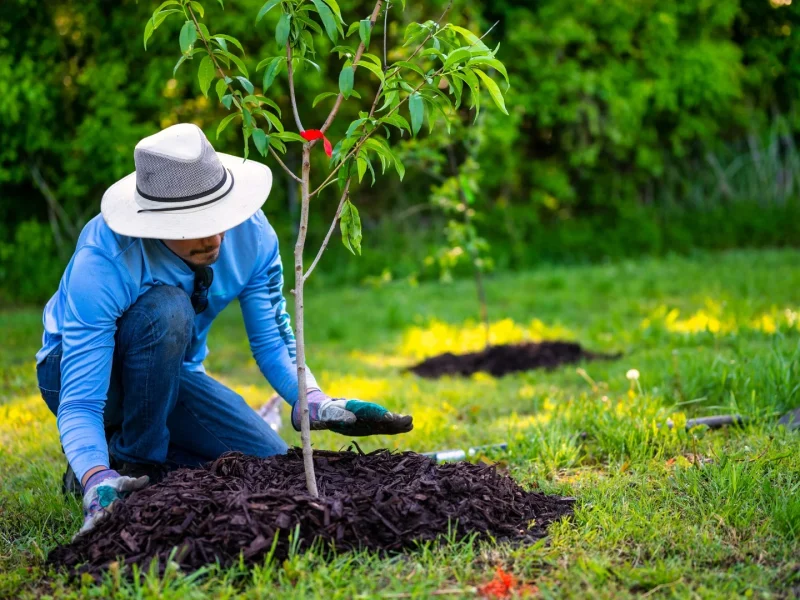 Tree Planting