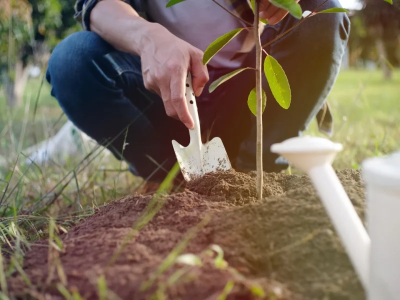 Tree planting